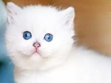 鞍山英國(guó)短毛貓領(lǐng)養(yǎng)指南與寵物服務(wù)全解析